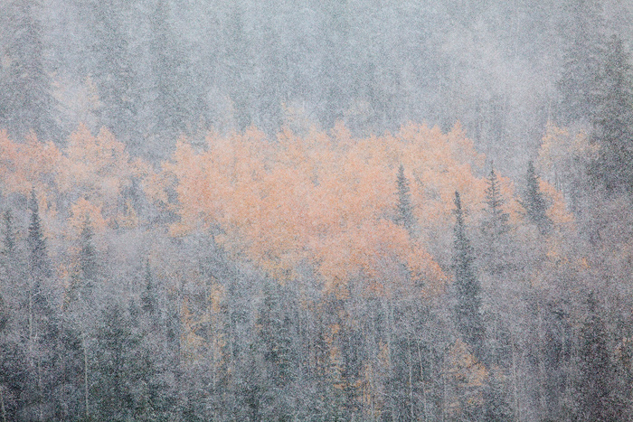 snow, aspens, colorado, breckenridge, blizzard photo