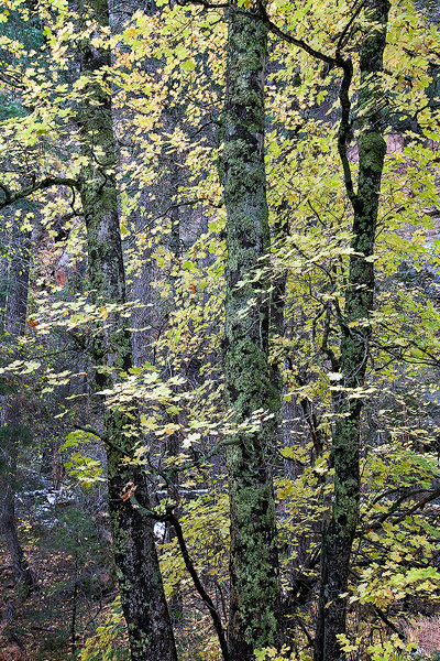 West Fork, Oak Creek, Sedona, Arizona, canyon, trees photo