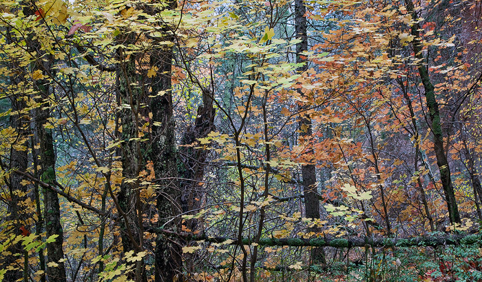 Oak Creek, Sedona, Arizona, trees leaves, canyon photo
