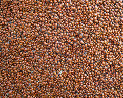 Ladybug Horde