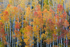 2011 Fall Colors