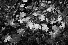 Forest Maples B&W