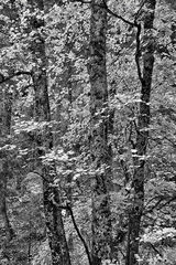 Canyon Trees B&W