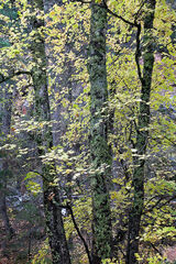 Canyon Trees