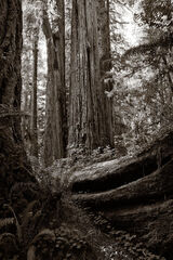 Fallen Giant