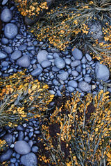 Beach Rock and Seaweed