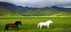 Icelandic Horses