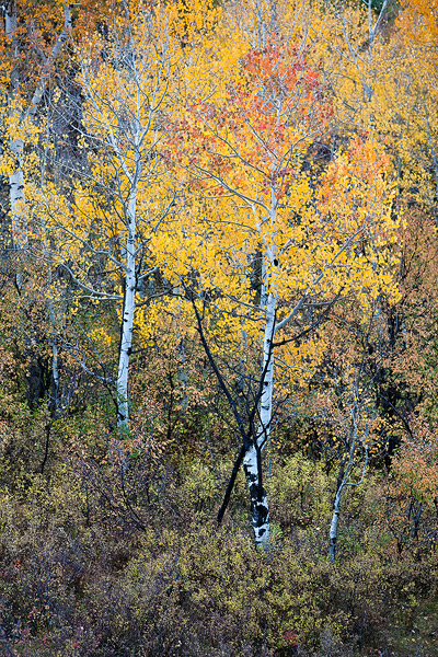 owl creek pass, colorado, ouray, aspen colors