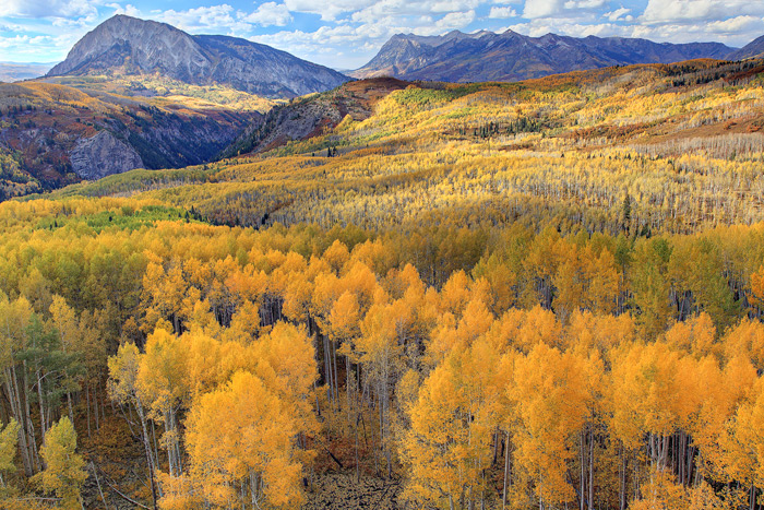 aspen, trees, fall colors, Marcellina Mountain, Dark Canyon Trail, Raggeds Wilderness, Colorado, autumn