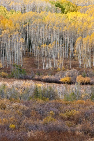 A stand of tall aspen trees in fall color. The white boles standout against the autumn colors of the trees. The trees are complimented...