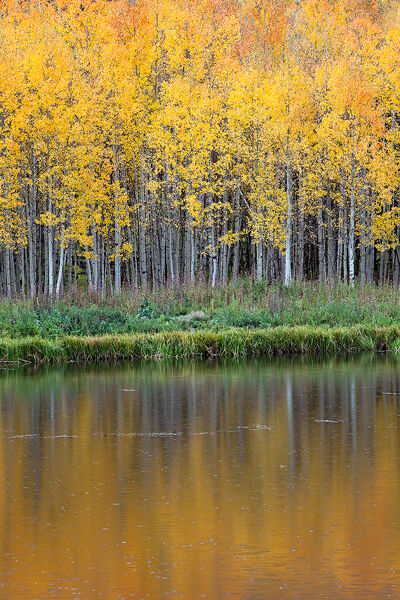 Fall aspens are reflected in a pond along Owl Creek Pass, near Ouray.