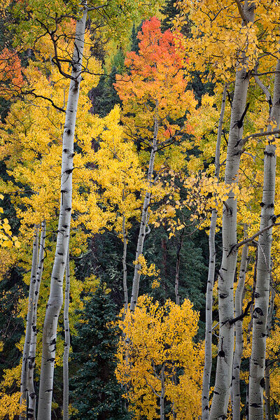Rain saturates the colors of changing aspen leaves near Ouray.