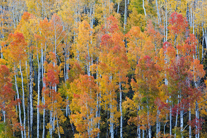 &nbsp;Multi-colored aspens near Ouray, Colorado