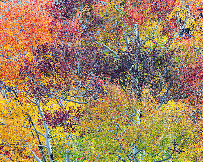 Autumn brings a collage of colors to this aspen grove. Near Ouray.