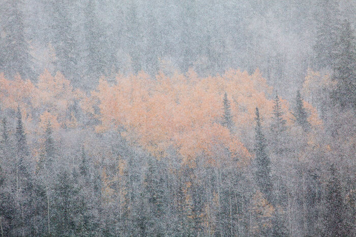 An autumn blizzard obscures the changing aspens just west of Breckenridge.