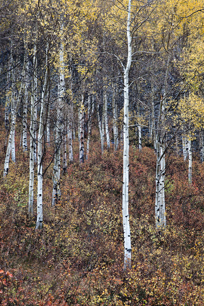 &nbsp;Multi-colored underbrush carpet the floor of this aspen forest along Ohio Pass near Crested Butte.