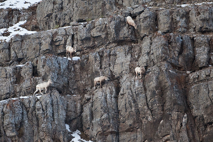 Rocky Mountain Bighorn Sheep on a cliff face, National Elk Refuge