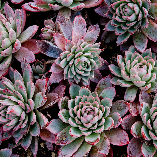 Succulent III 