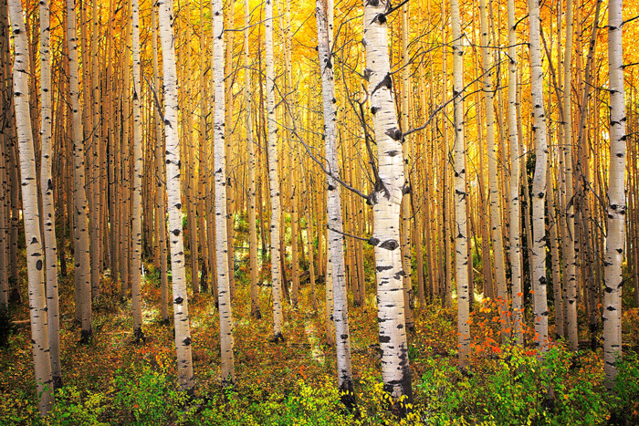 Aspen Glow The late afternoon sun creates a golden glow in an aspen forest along Kebler Pass. 