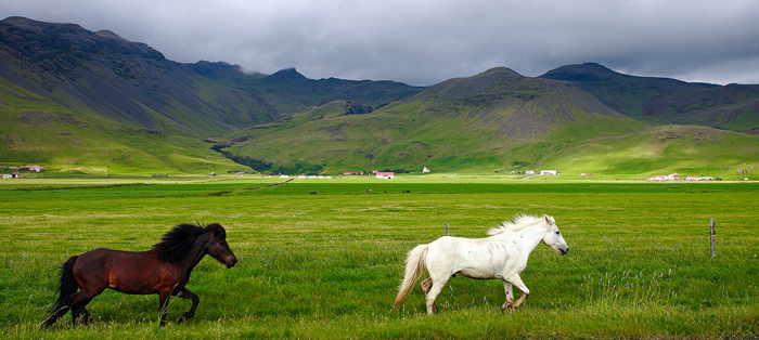 Icelandic horses are direct descendants of the horses brought to the island by the Vikings over a thousand years ago. In that...